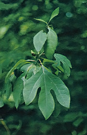 Sassafras tea, a popular spring tonic, is made by steeping the root bark.